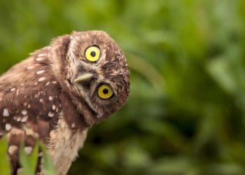 Curious burrowing owl poster
