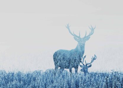 Two deers in the forest poster