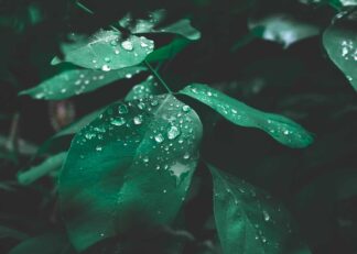 Green leaves with water drops in dark tone poster