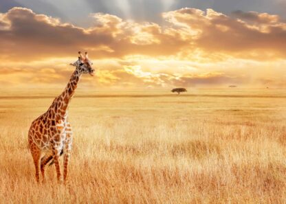 Giraffe in the savannah poster