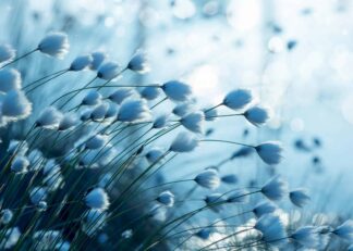 Cotton grass in blue hue in a summer evening poster