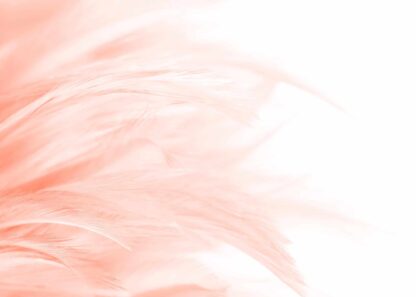 Bunch of feathers in peach color poster
