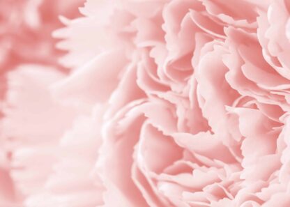 Macro carnation flower in coral color poster