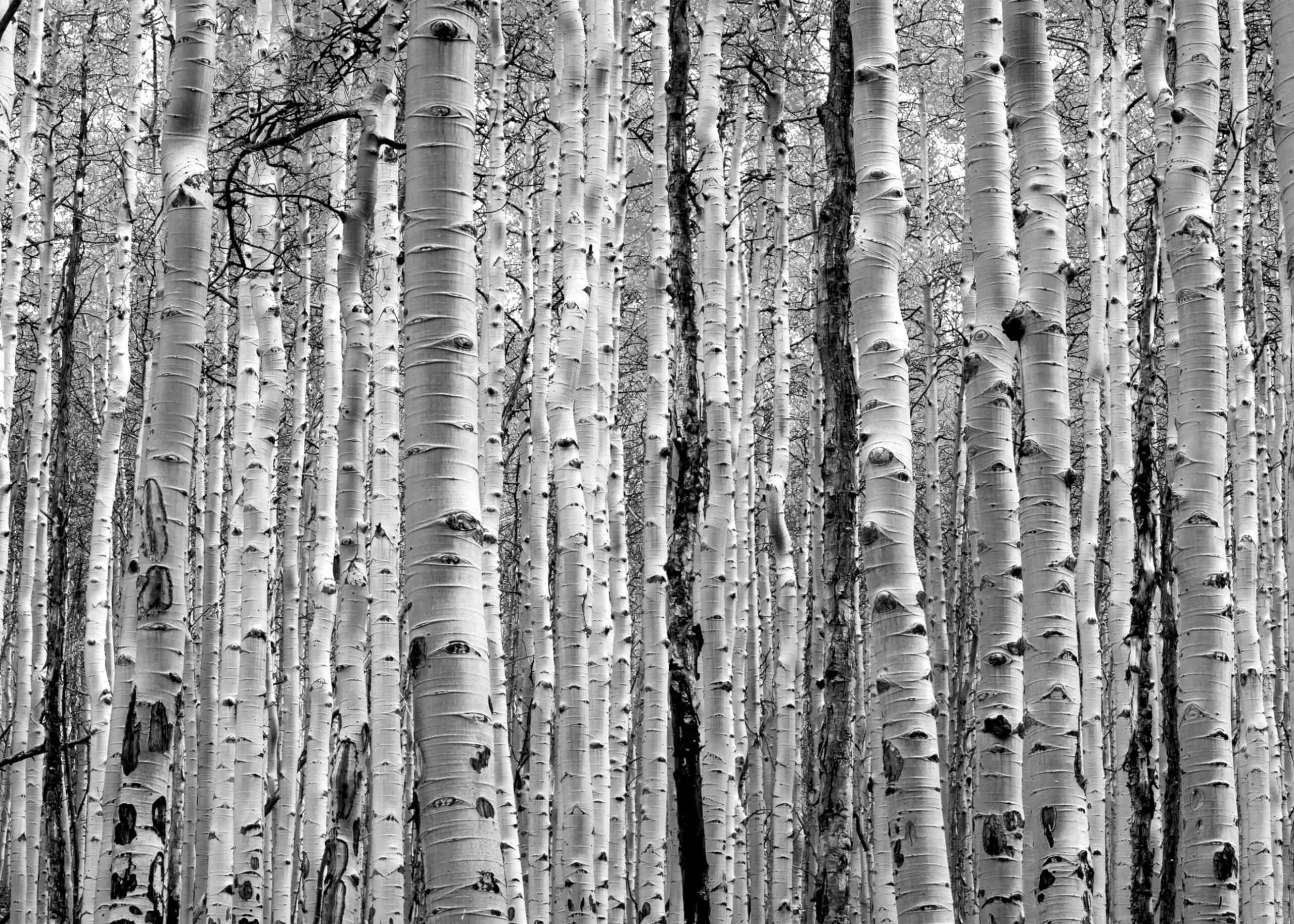 Birch and Black цвет