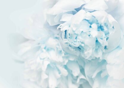 Close-up light blue peony flowers poster