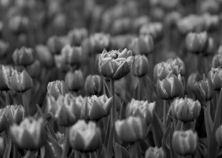 Tulip field in blur effect poster