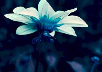 Lighten flower on dark blue background poster