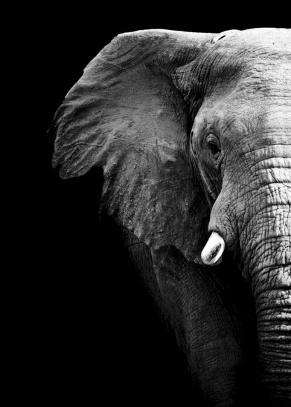 Black and white african elephant partial poster