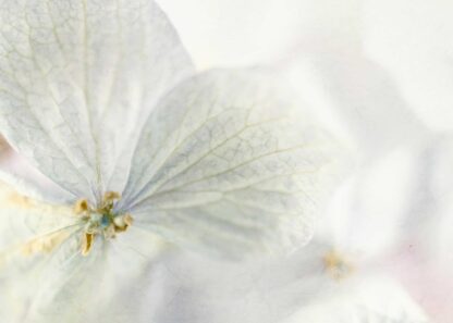 White hydrangea flower with macro technique poster