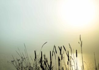 Lake with grass in the morning fog poster
