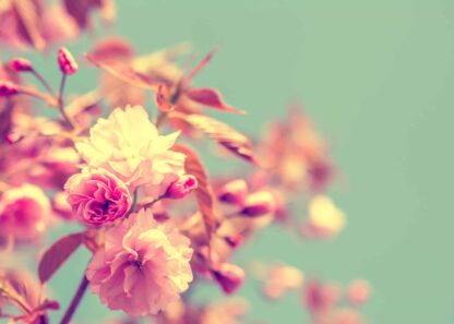Cherry blossom – Sakura in vintage soft-toned effect poster