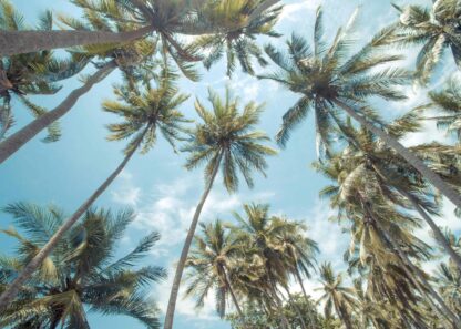 Palm trees on tropical island in summer holiday poster