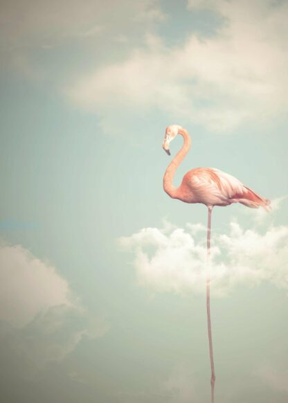 Flamingo with long legs in cloudy sky poster