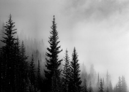 Pine forest on mountain monotone poster