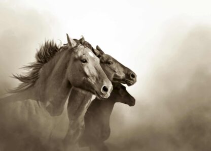 Wild mustang horse portraits poster