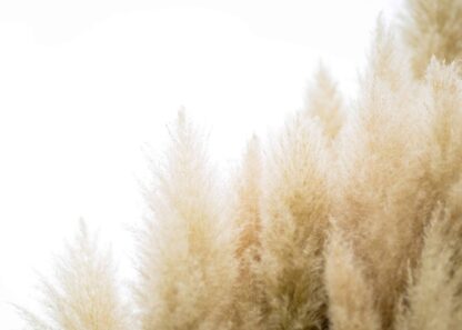 Tussock of pampas grass on a clear sky poster