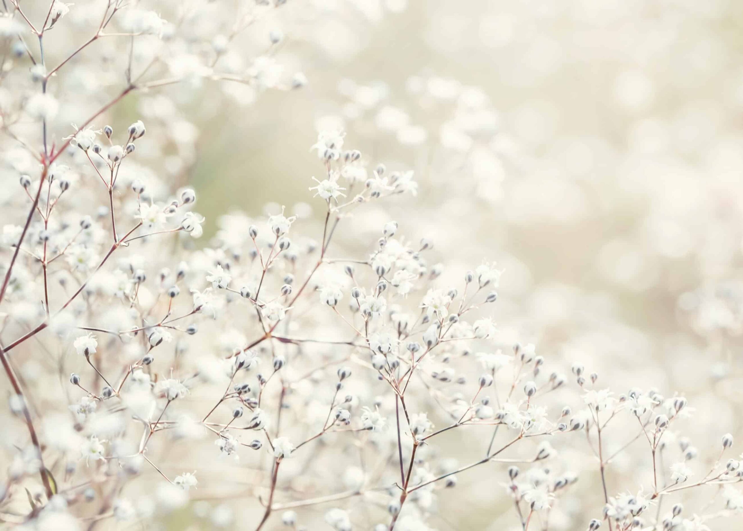 Baby's breath white buds poster | Print by Artsy Bucket