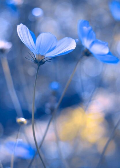 Blue cosmos flowers poster