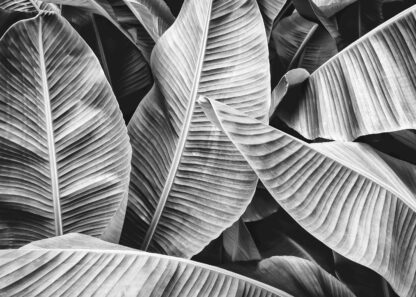 Banana leaf in black and white poster