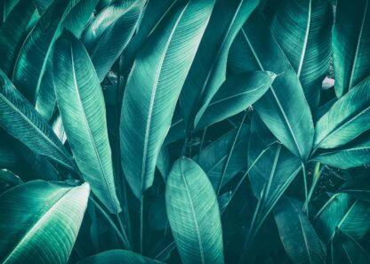 Dark green tropical leaves poster