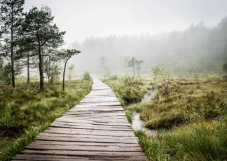 Swamp wooden path walkway to Trolltunga, Norway poster