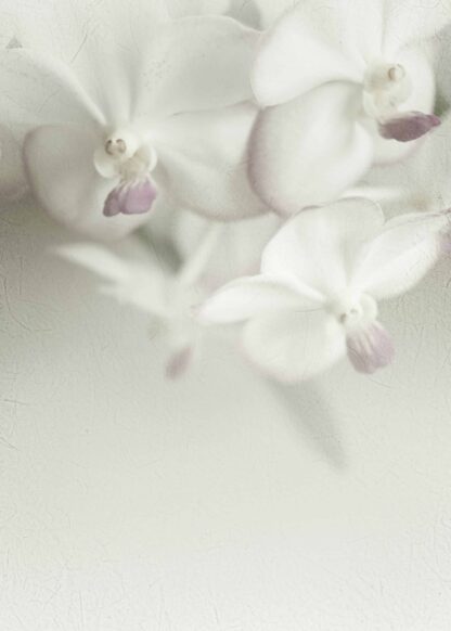 White orchids close-up poster