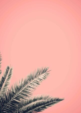 Palm tree in retro style poster