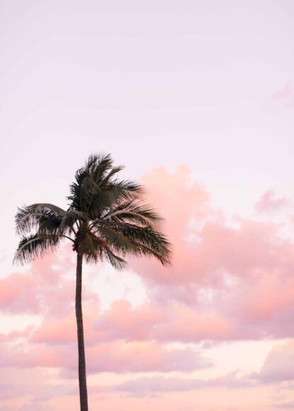 The palm tree under the pastel sky poster