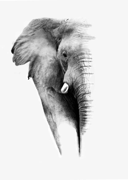 Artistic photograph of an elephant portrait poster