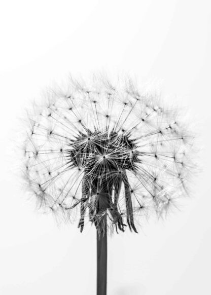 Close-up of a dandelion in black and white poster