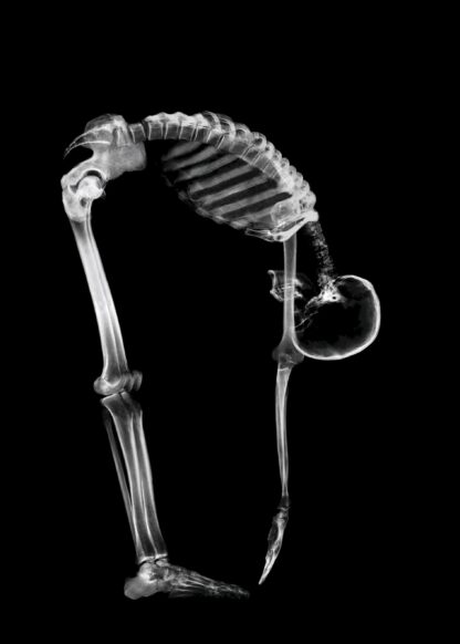 Exercise posture of a skeleton poster