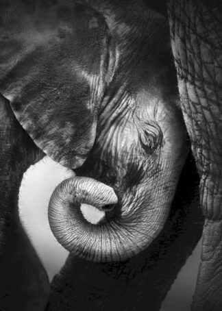 Baby elephant seeking comfort poster