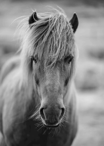 Icelandic horse portrait poster