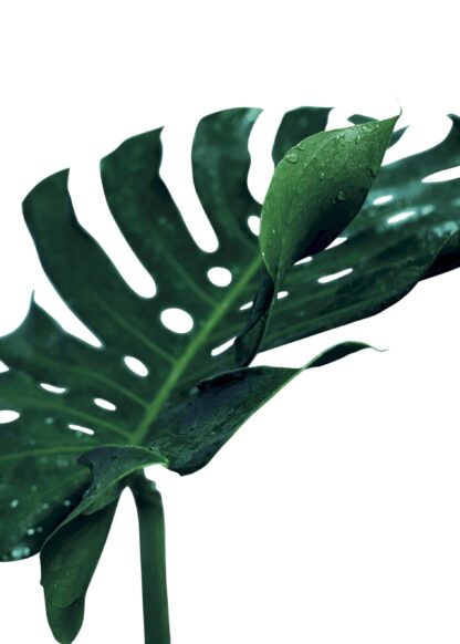 Monstera leaf with a water drop poster
