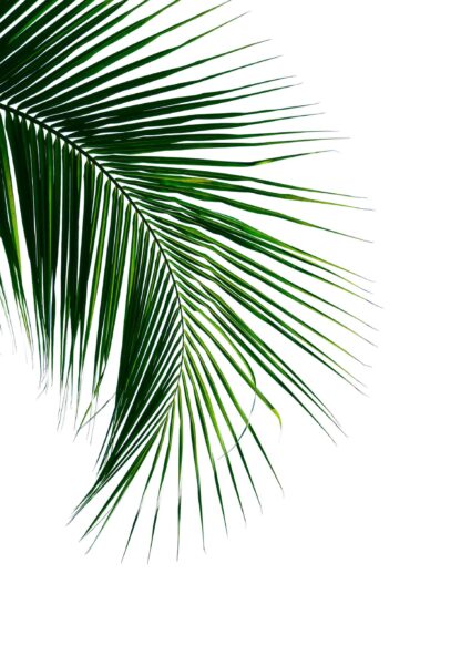 Tropical coconut palm leaf poster