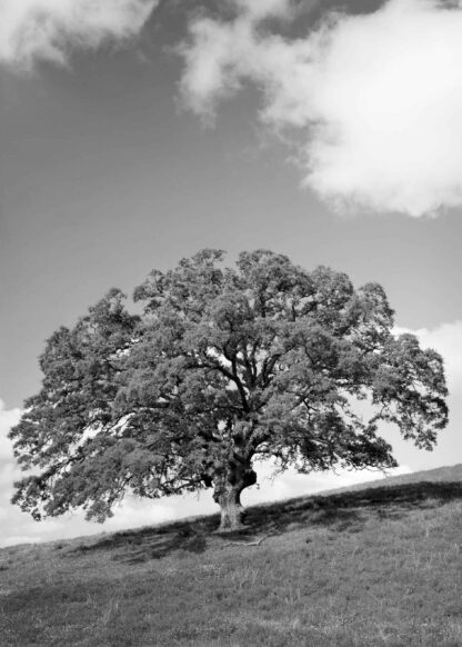 Large oak tree in the black and white poster