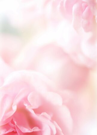 Close-up a roses in soft color style poster