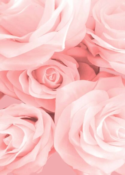 Close-up pink rose poster