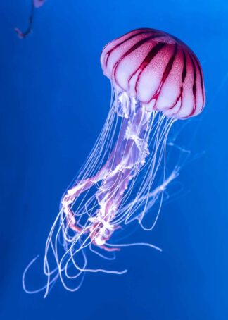 A pink jellyfish against a deep blue sea poster