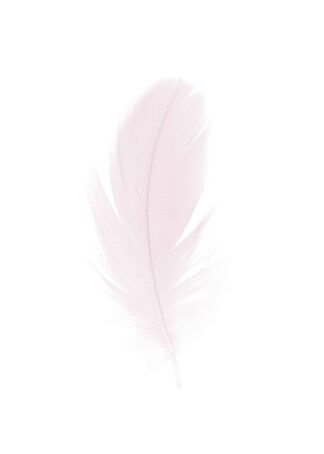 Beautiful pink feather in the white background poster