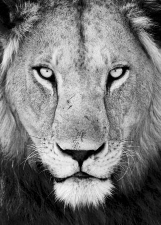 Male lion portrait poster