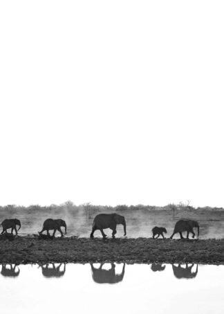 Water reflection a herd of elephants walking poster