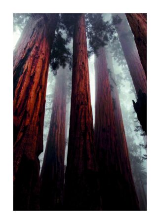 Redwoods poster