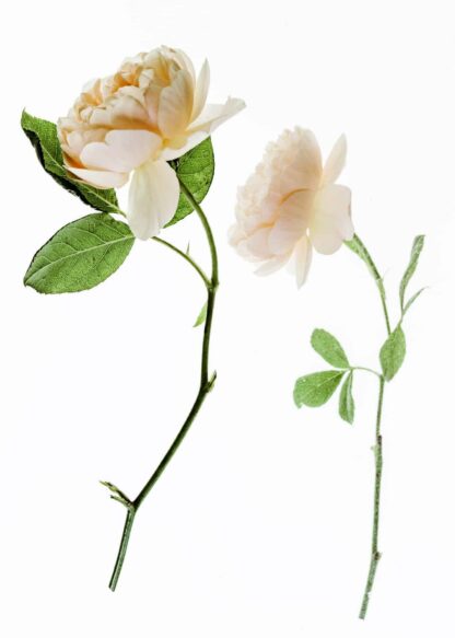 Two magnolias branch on white background poster