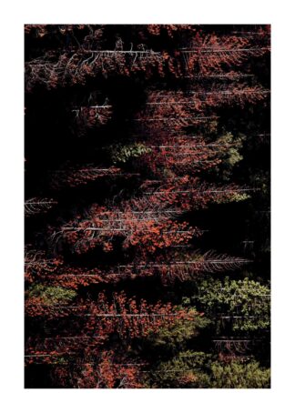 Autumn forest poster