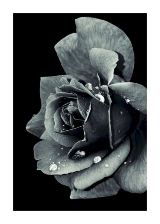 Rose petals black and white poster