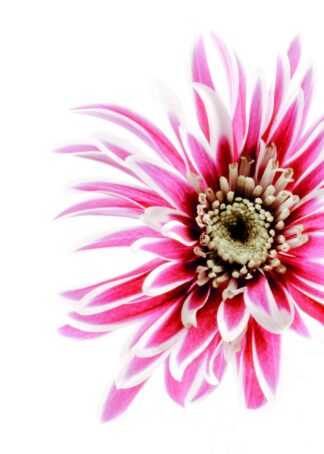 Pink flower head on white background poster