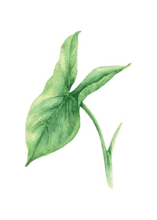 Sweet potato leaf illustration poster