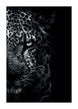 Cheetah dark portrait poster