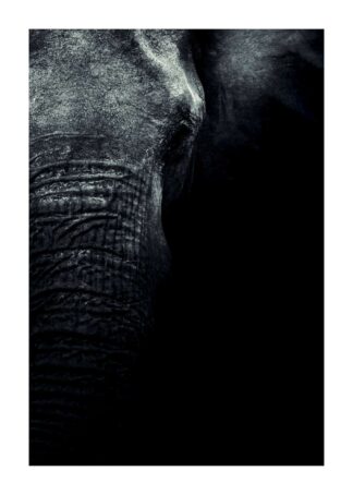 Elephant dark portrait poster